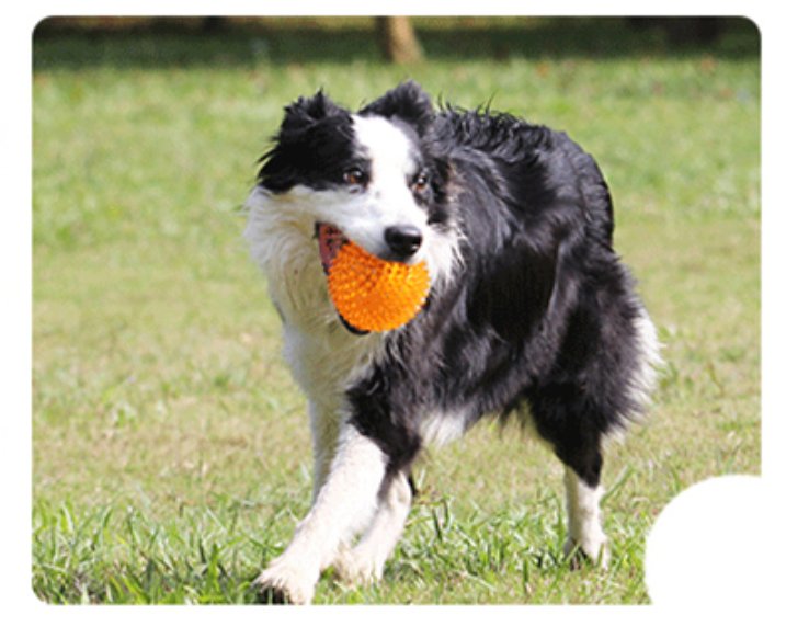 Spiky Squeaker Dog Ball — Tough TPR Chew Toy with Teeth-Cleaning Texture