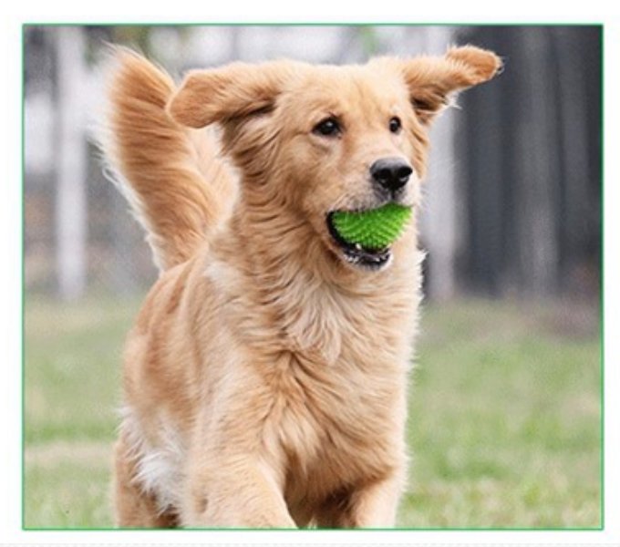 Spiky Squeaker Dog Ball — Tough TPR Chew Toy with Teeth-Cleaning Texture
