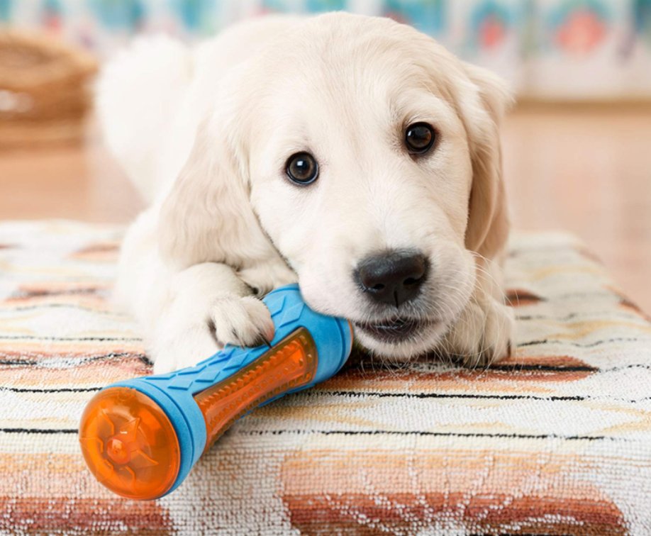 Interactive Dog Chew Toy — Natural Rubber Treat Dispenser with Teeth-Cleaning Texture
